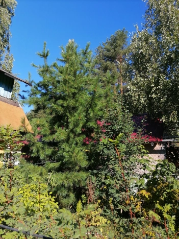 Купить земельный участок в Республике Коми. Вариант № 2839048, 4, площадь -  квм, цена 650000 рублей