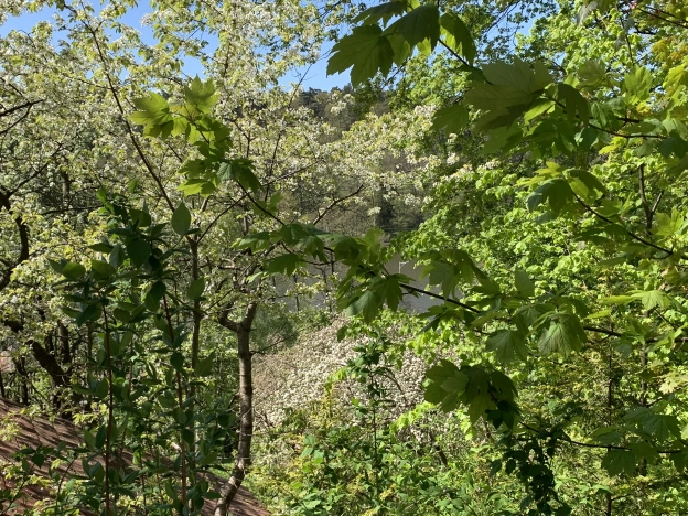 Купить двухкомнатную квартиру в Светлогорске. Вариант № 1006, 4, площадь -  квм, цена 20500000 рублей