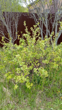 Купить дачу в Владимирской области. Вариант № 1588235, 8, площадь -  квм, цена 800000 рублей