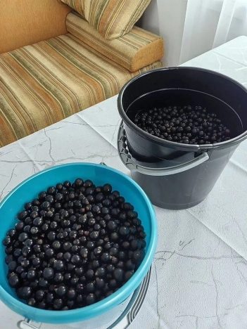 Купить дачу в Кемеровской Области — Кузбассе. Вариант № 3816588, 16, площадь -  квм, цена 2100000 рублей