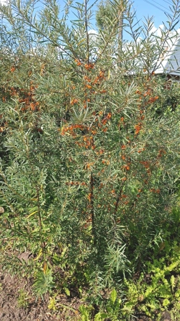 Купить дачу в Тюменской области. Вариант № 16730, 10, площадь -  квм, цена 1260000 рублей