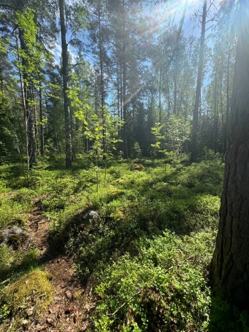 Купить земельный участок у метро Рыбацкое в Ленинградской области. Вариант № 8549, 10, площадь -  квм, цена 5000000 рублей
