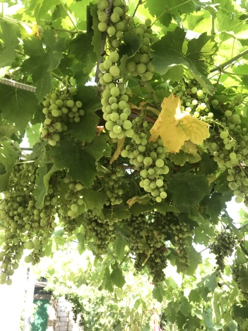 Купить дом в Судаке. Вариант № 10074794, 10, площадь -  квм, цена 26000000 рублей