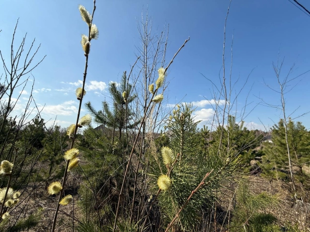 Купить земельный участок в Раменском. Вариант № 37526, 11, площадь -  квм, цена 100000 рублей