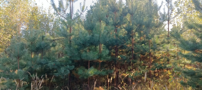 Купить земельный участок в Владимире. Вариант № 3082856, 1, площадь -  квм, цена 990000 рублей