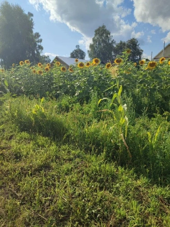 Купить дом в Республике Марий эл. Вариант № 5464304, 19, площадь -  квм, цена 3000000 рублей