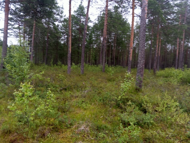 Купить земельный участок в Республике Коми. Вариант № 31044, 1, площадь -  квм, цена 160000 рублей