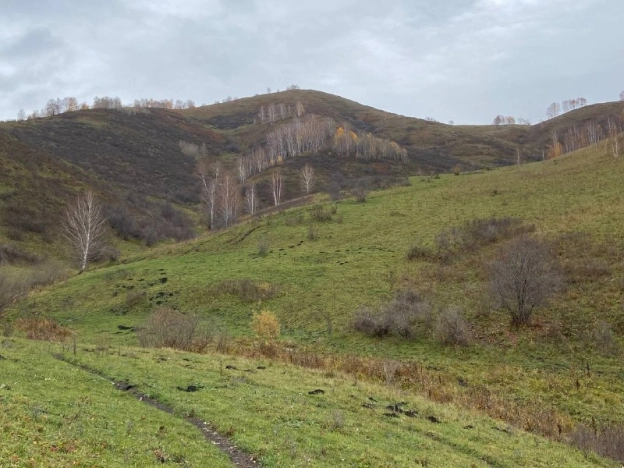 Купить земельный участок на улице Полевая в Алтайском крае. Вариант № 41154, 0, площадь -  квм, цена 8000000 рублей
