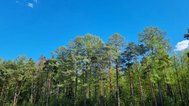 Купить земельный участок на улице Дачная в Владимирской области. Вариант № 10575214, 0, площадь - квм, цена 1800000 рублей