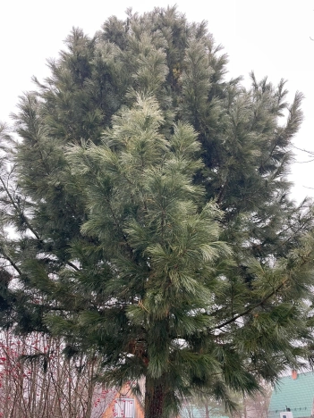 Купить дачу в Сыктывкаре. Вариант № 8813896, 22, площадь -  квм, цена 1200000 рублей