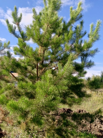 Купить дом в районе Калининский в Новосибирске. Вариант № 47880, 29, площадь -  квм, цена 9000000 рублей