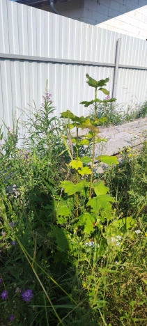 Купить земельный участок в Санкт-Петербурге. Вариант № 60026, 7, площадь -  квм, цена 2700000 рублей