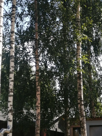 Купить дом в Санкт-Петербурге. Вариант № 15047, 35, площадь -  квм, цена 18000000 рублей