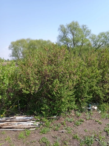 Купить дом на улице Советский переулок в Воронежской области. Вариант № 37179, 32, площадь -  квм, цена 2300000 рублей