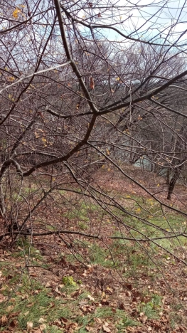 Купить земельный участок в Арсеньеве. Вариант № 16347, 17, площадь -  квм, цена 6200000 рублей