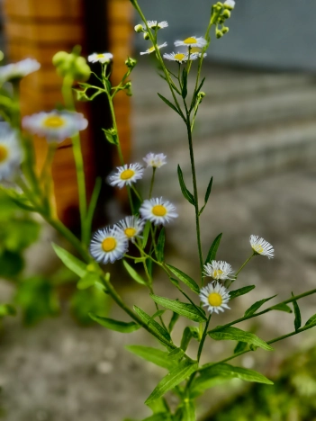 Купить дом в районе Северо-Восточный в Старом Осколе. Вариант № 54136, 22, площадь -  квм, цена 5480000 рублей