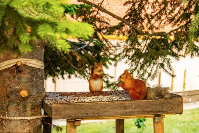Купить дом на улице Вертковская в Новосибирске. Вариант № 2341, 40, площадь -  квм, цена 24500000 рублей