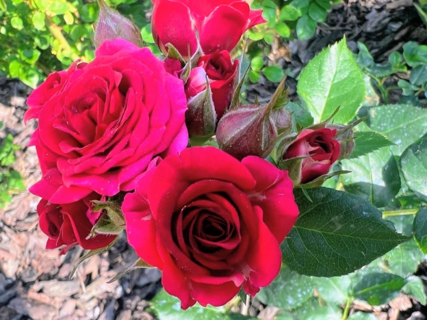 Купить дом в Москве. Вариант № 8807704, 28, площадь - квм, цена 15600000 рублей