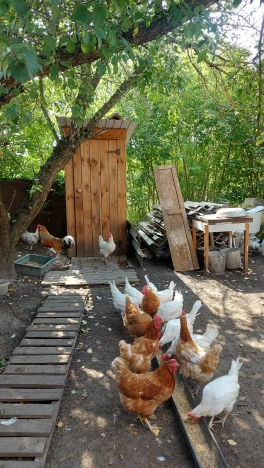 Купить дом на улице Зелёная в Белгородской области. Вариант № 1633073, 17, площадь -  квм, цена 3990000 рублей