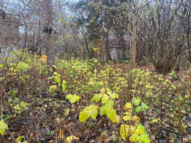 Купить земельный участок в Калининграде. Вариант № 9508834, 1, площадь -  квм, цена 9000000 рублей