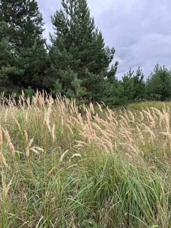 Купить земельный участок в Воронеже. Вариант № 3780263, 6, площадь - квм, цена 17980000 рублей