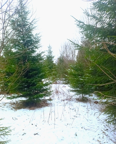 Купить земельный участок в Микрорайоне 56-й, Обнинск в Обнинске. Вариант № 15013, 6, площадь -  квм, цена 650000 рублей