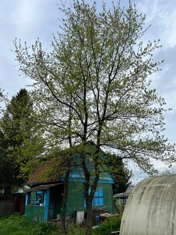 Купить дачу у метро Площадь Маркса в Новосибирске. Вариант № 42669, 7, площадь -  квм, цена 1190000 рублей