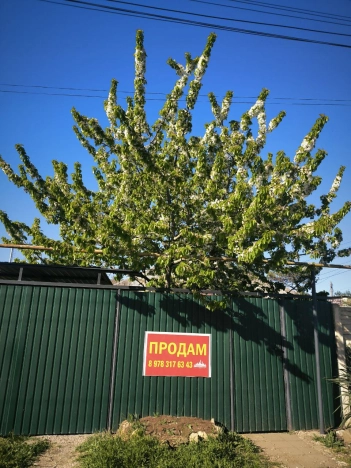 Купить трехкомнатную квартиру на улице Олега Кошевого в Керчи. Вариант № 14522, 20, площадь -  квм, цена 5600000 рублей