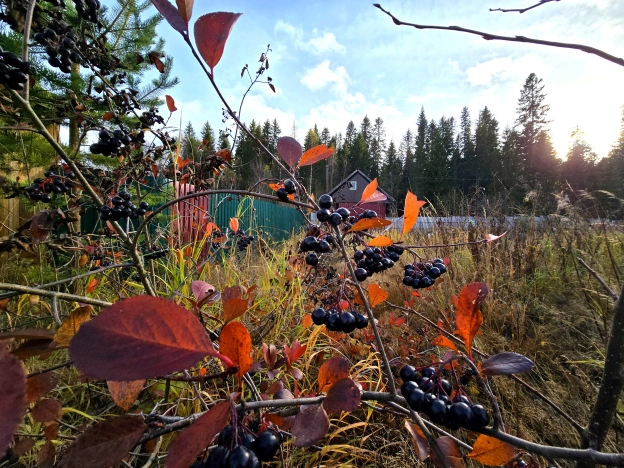 Купить земельный участок в Петрозаводске. Вариант № 8008901, 5, площадь -  квм, цена 950000 рублей