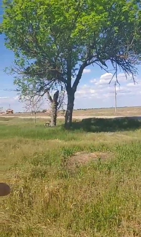 Купить земельный участок в Республике Крым. Вариант № 42238, 7, площадь -  квм, цена 580000 рублей