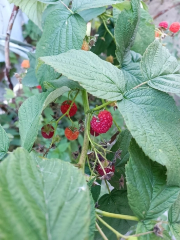 Купить дом в Москве. Вариант № 6665486, 27, площадь -  квм, цена 15000000 рублей