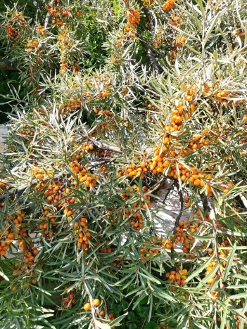 Купить дачу в Иркутской области. Вариант № 9321382, 22, площадь -  квм, цена 2550000 рублей