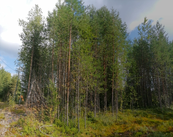 Купить земельный участок в Республике Коми. Вариант № 2358440, 4, площадь -  квм, цена 650000 рублей