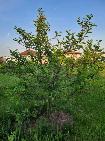 . Вариант № 1299679, 10, площадь -  квм, цена 1150000 рублей