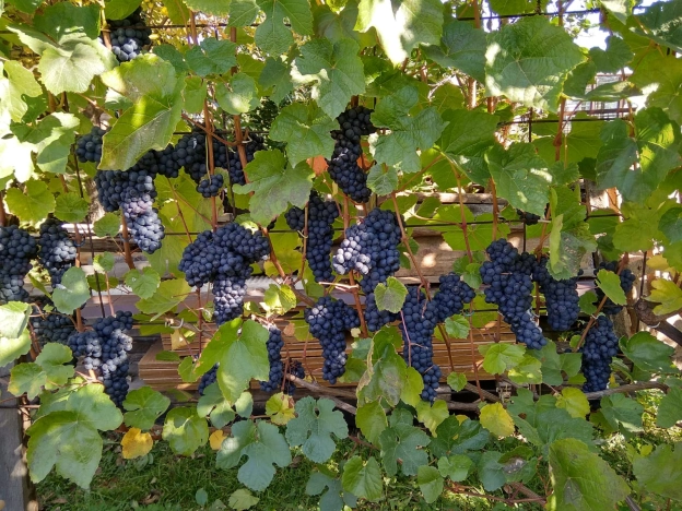 Купить дачу на улице Циолковского в Новосибирске. Вариант № 28862, 4, площадь -  квм, цена 5800000 рублей