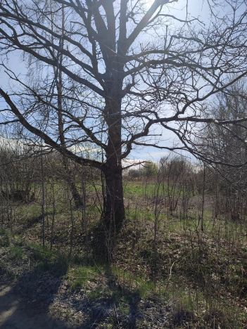 Купить земельный участок в Калининграде. Вариант № 1001, 4, площадь -  квм, цена 500000 рублей