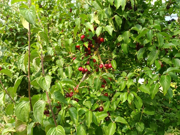 Купить дом в Зеленоградске. Вариант № 10002, 45, площадь - квм, цена 12500000 рублей