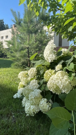 Купить дом в Воронеже. Вариант № 53357, 23, площадь -  квм, цена 39970000 рублей