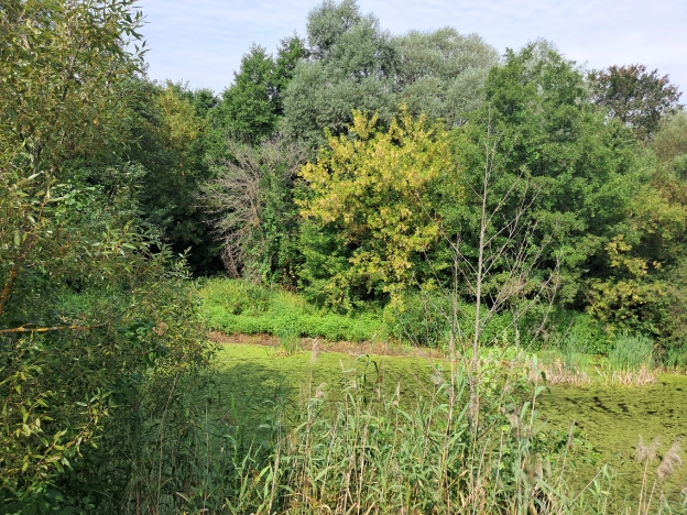 Купить дом на улице Пилота Нестерова в Воронежской области. Вариант № 3154318, 30, площадь -  квм, цена 1600000 рублей