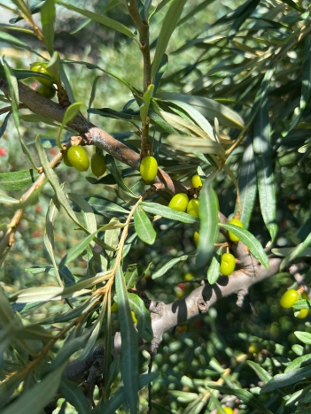 Купить дом на улице Революции в Искитиме. Вариант № 2549, 11, площадь -  квм, цена 5050000 рублей