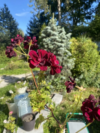 Купить дом в Москве. Вариант № 11944, 41, площадь - квм, цена 16800000 рублей