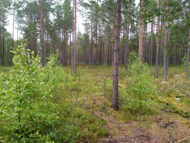 Купить земельный участок в Республике Коми. Вариант № 31044, 6, площадь -  квм, цена 160000 рублей