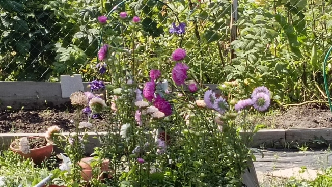 Купить дачу у метро Фабричная в Московской области. Вариант № 2831235, 30, площадь -  квм, цена 780000 рублей