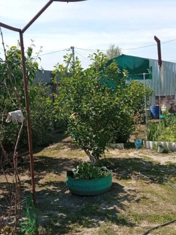 Купить дом на улице Карла Маркса в Тюменской области. Вариант № 1175, 19, площадь -  квм, цена 7000000 рублей