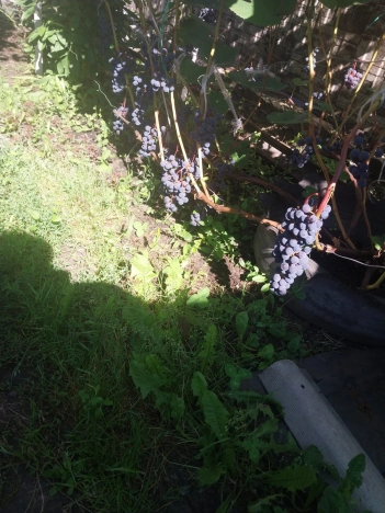 Купить дом в Алтайском крае. Вариант № 7514567, 26, площадь -  квм, цена 2300000 рублей