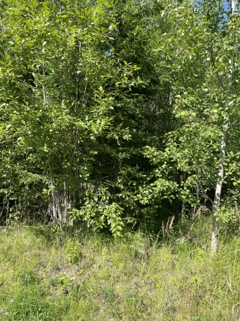 Купить земельный участок в Республике Коми. Вариант № 2759, 0, площадь -  квм, цена 50000 рублей