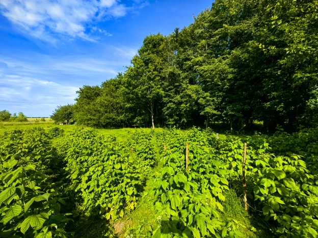 Купить дом в Зеленоградске. Вариант № 203767, 26, площадь -  квм, цена 10050000 рублей