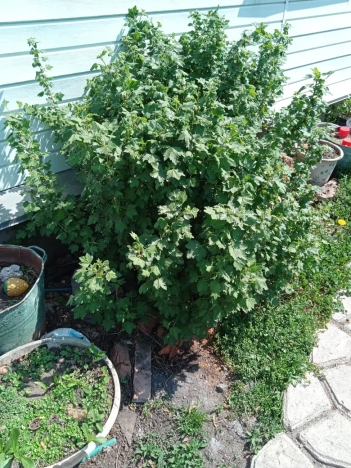 Купить дом на улице Советский переулок в Воронежской области. Вариант № 37179, 42, площадь -  квм, цена 2300000 рублей