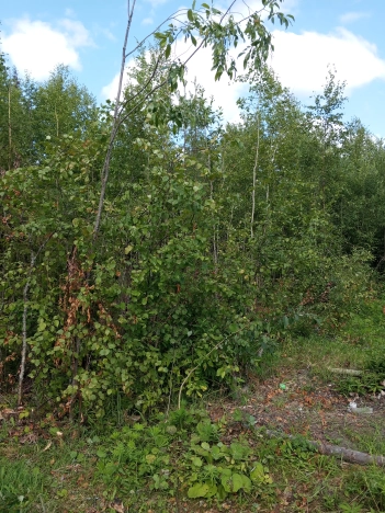 Купить земельный участок в Республике Коми. Вариант № 1251216, 2, площадь -  квм, цена 120000 рублей