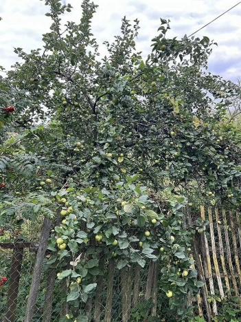 Купить дом на улице Мгинская в Санкт-Петербурге. Вариант № 27526, 4, площадь -  квм, цена 9980000 рублей